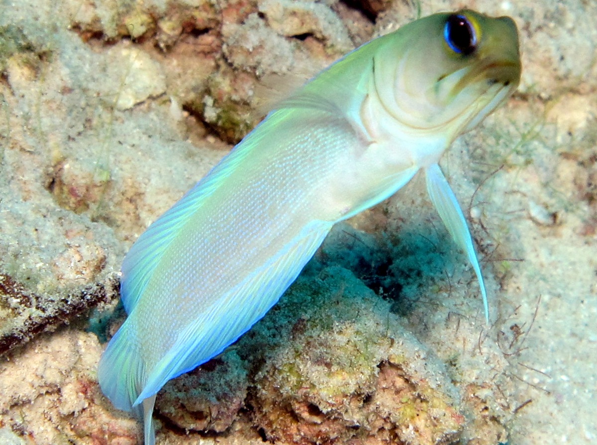 Yellowhead Jawfish - Opistognathus aurifrons