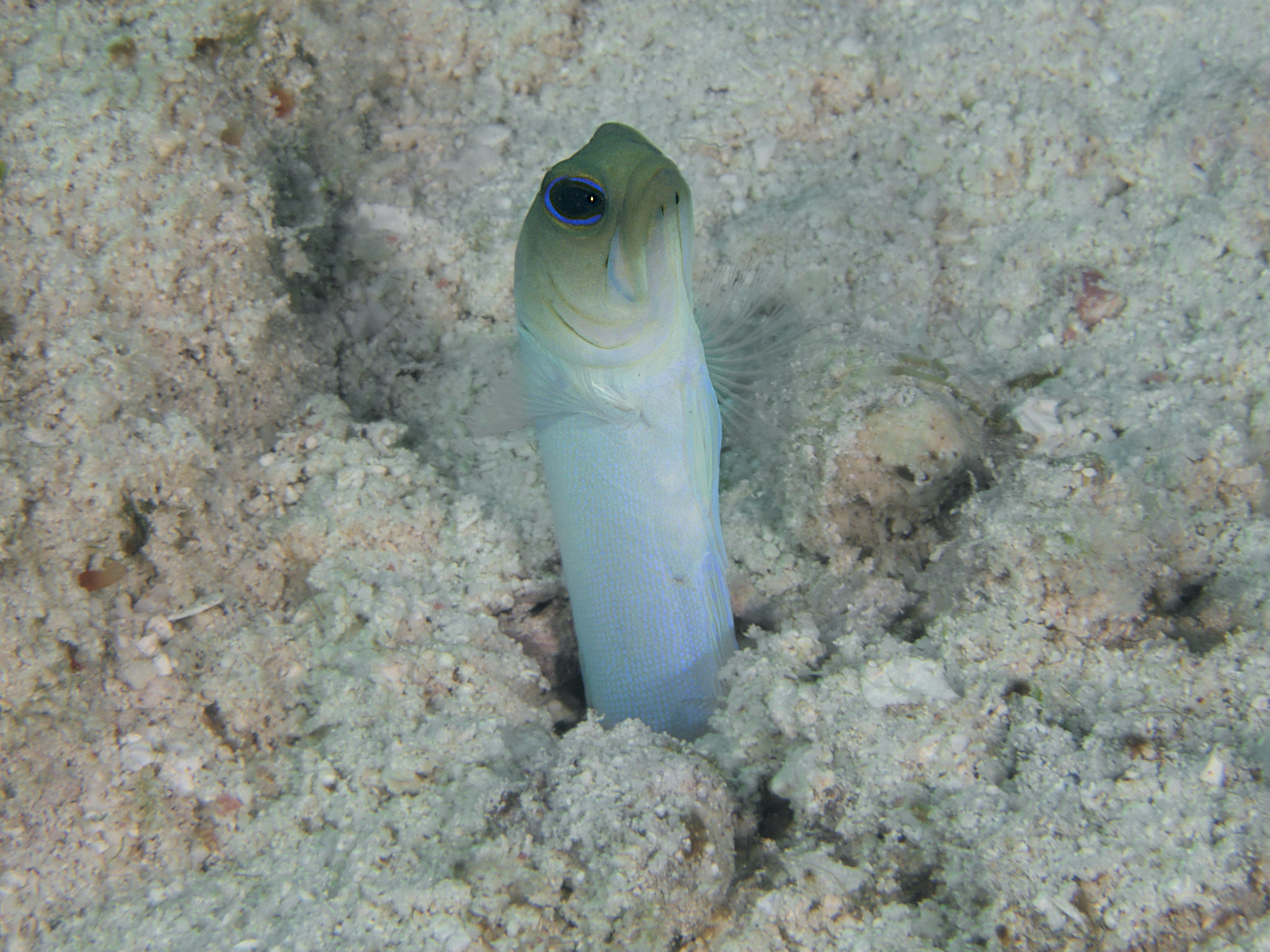 Yellowhead Jawfish - Opistognathus aurifrons