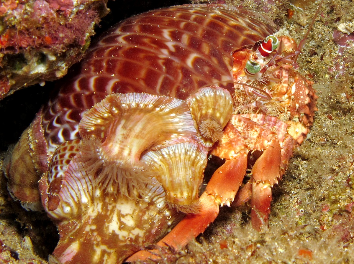 Jeweled Anemone Hermit Crab - Dardanus pedunculatus