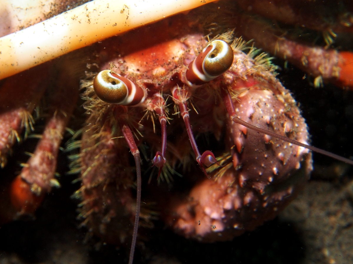 Jeweled Anemone Hermit Crab - Dardanus pedunculatus