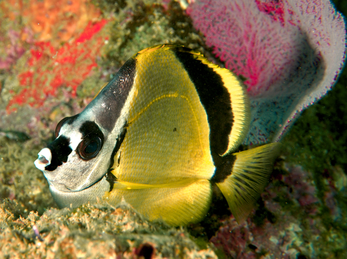 Blacknosed Butterflyfish - Johnrandallia nigrirostris