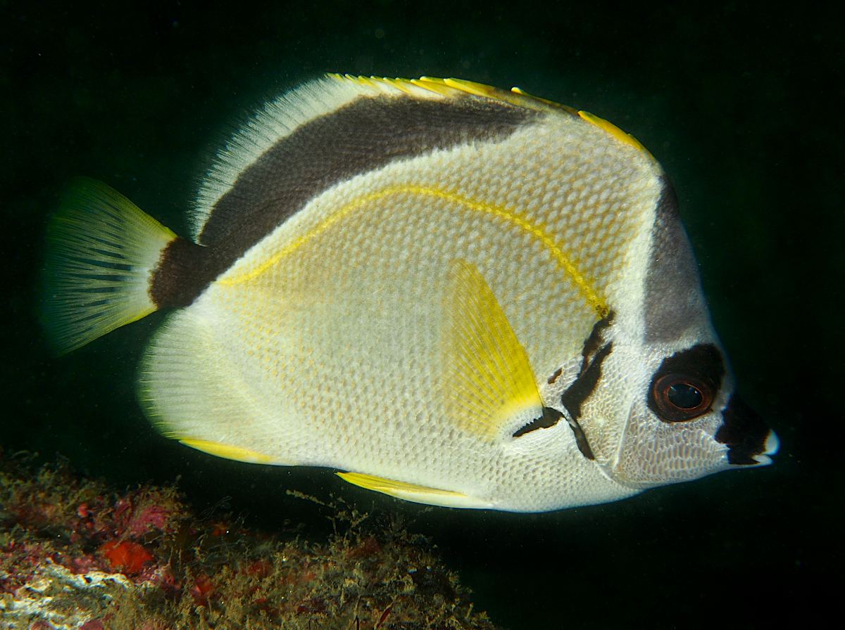 Blacknosed Butterflyfish - Johnrandallia nigrirostris