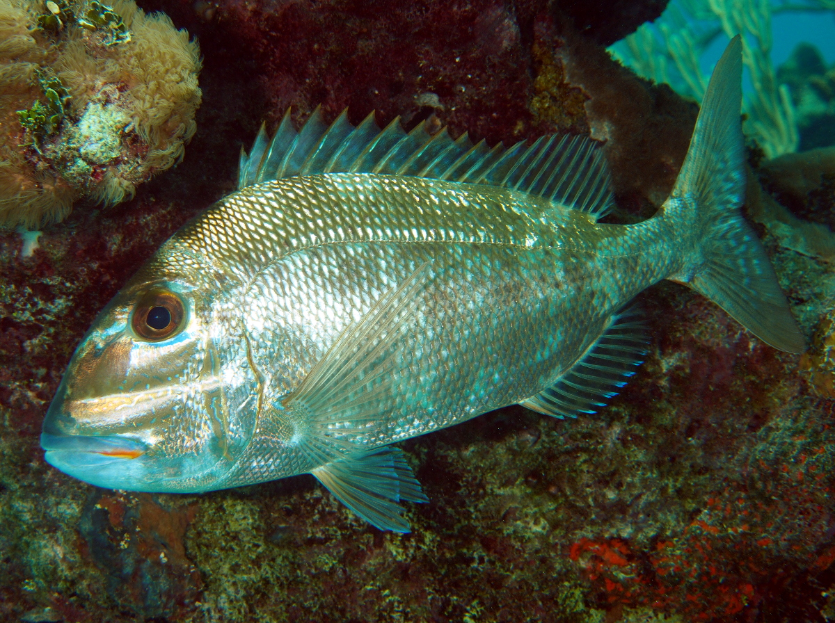 Jolthead Porgy - Calamus bajonado