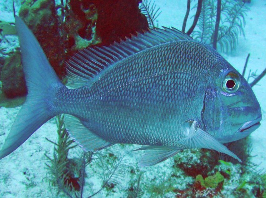 Jolthead Porgy - Calamus bajonado