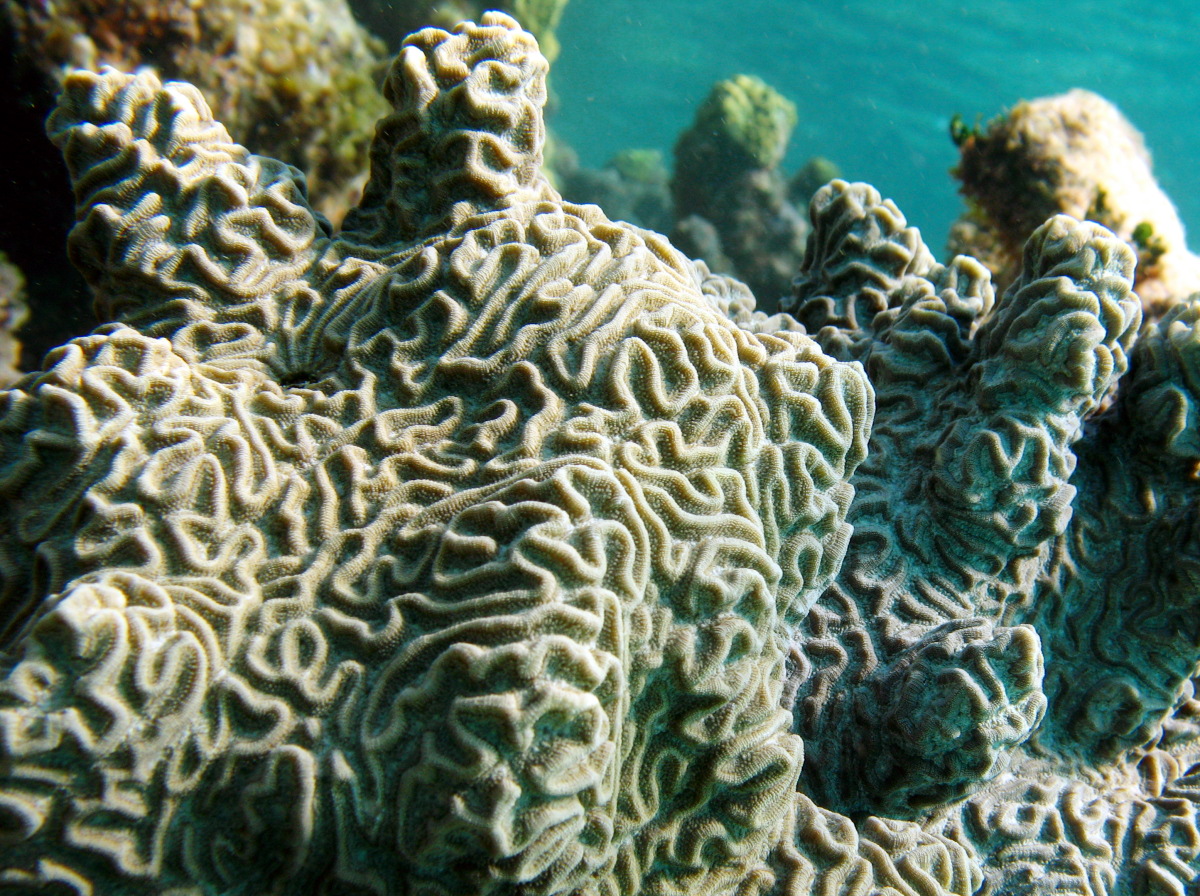 Knobby Brain Coral - Pseudodiploria clivosa