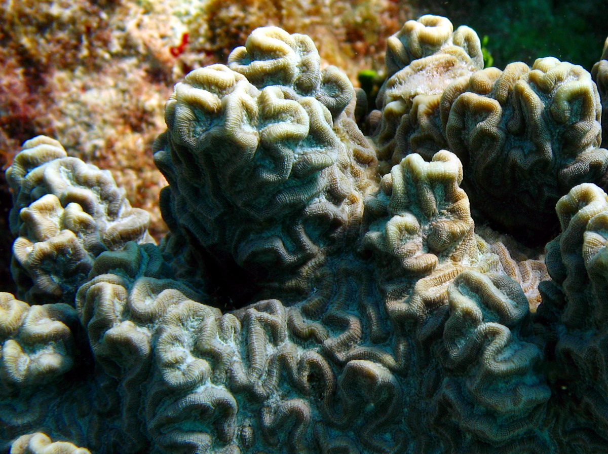 Knobby Brain Coral - Pseudodiploria clivosa