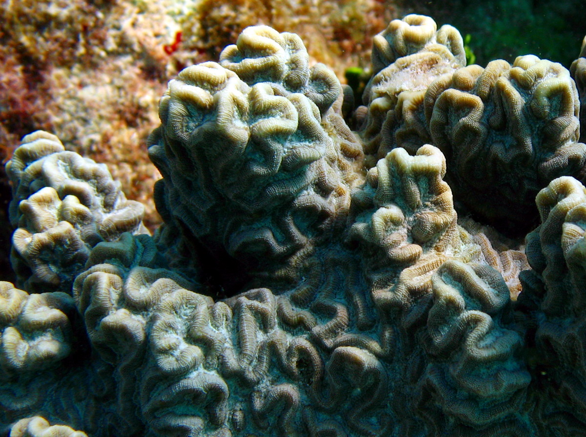 Knobby Brain Coral - Diploria clivosa