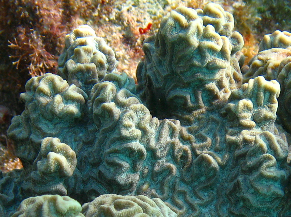 Knobby Brain Coral - Diploria clivosa