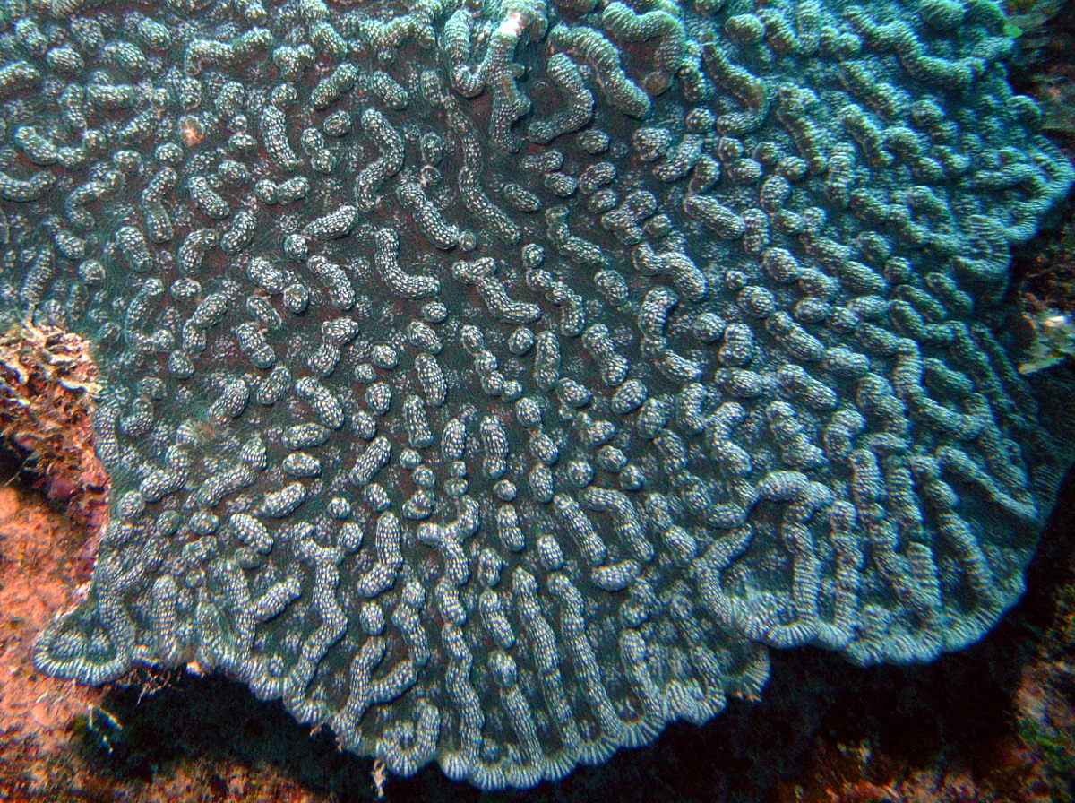 Knobby Cactus Coral - Mycetophyllia aliciae