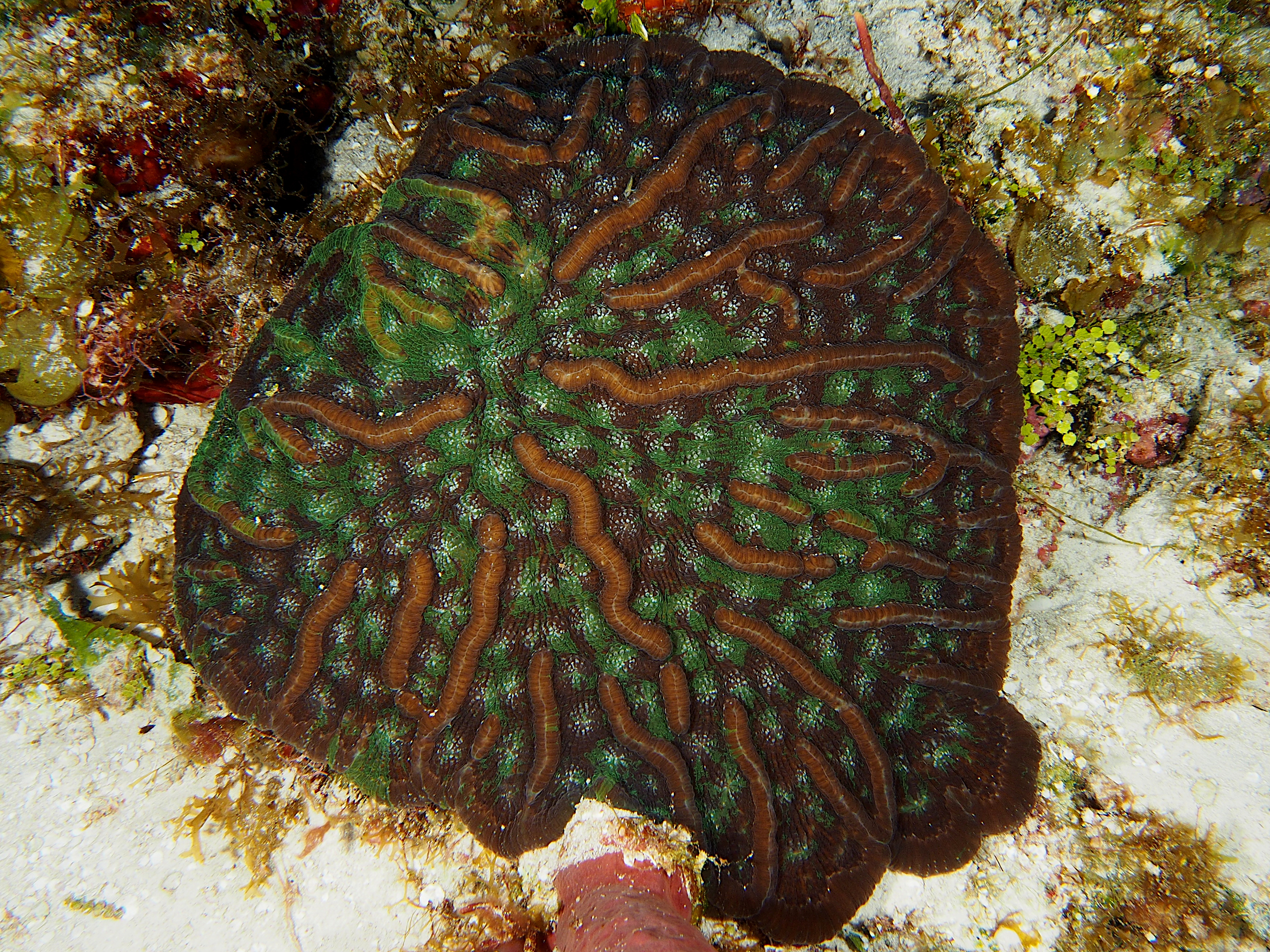 Knobby Cactus Coral - Mycetophyllia aliciae