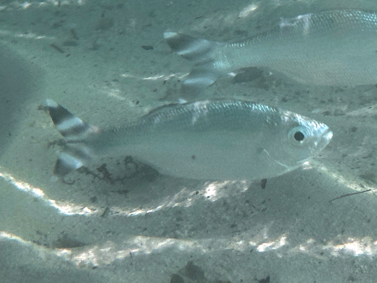 Fivebar Flagtail - Kuhlia mugil - Moorea, French Polynesia