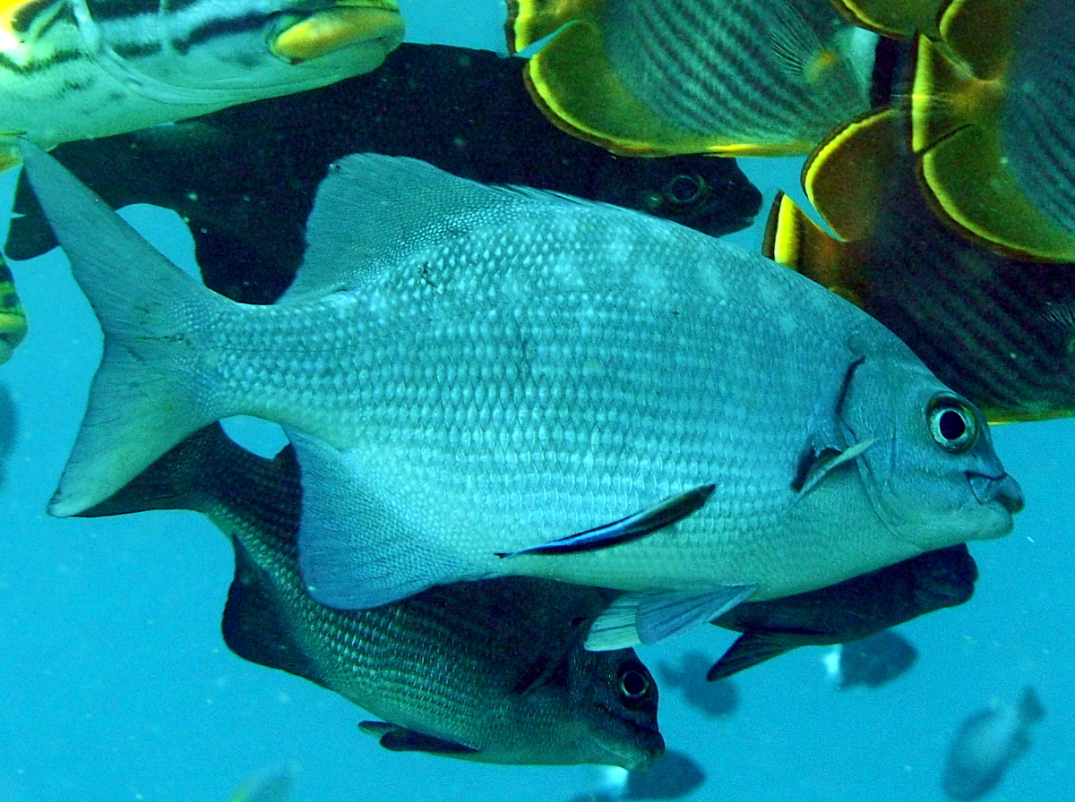 Topsail Chub - Kyphosus cinerascens - Bali, Indonesia