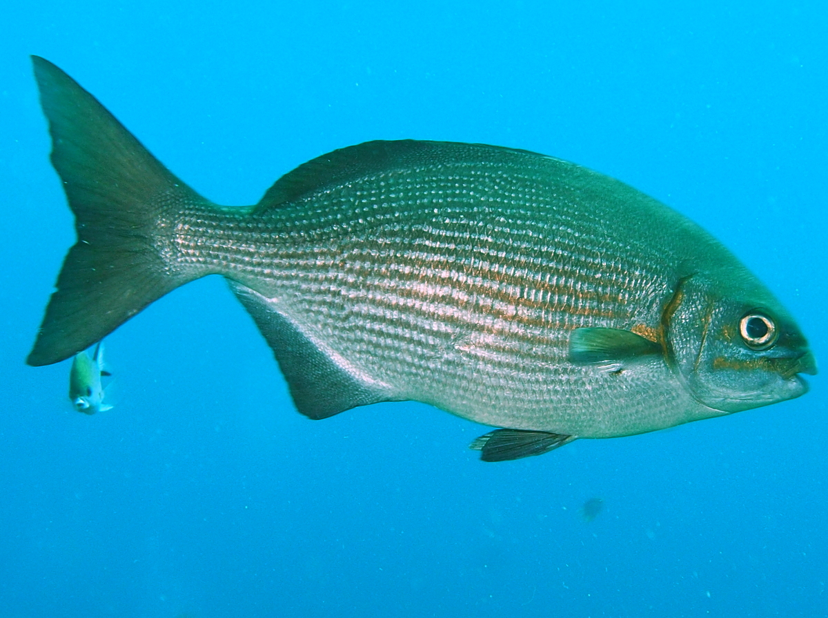 Brassy Chub - Kyphosus vaigiensis - Bali, Indonesia