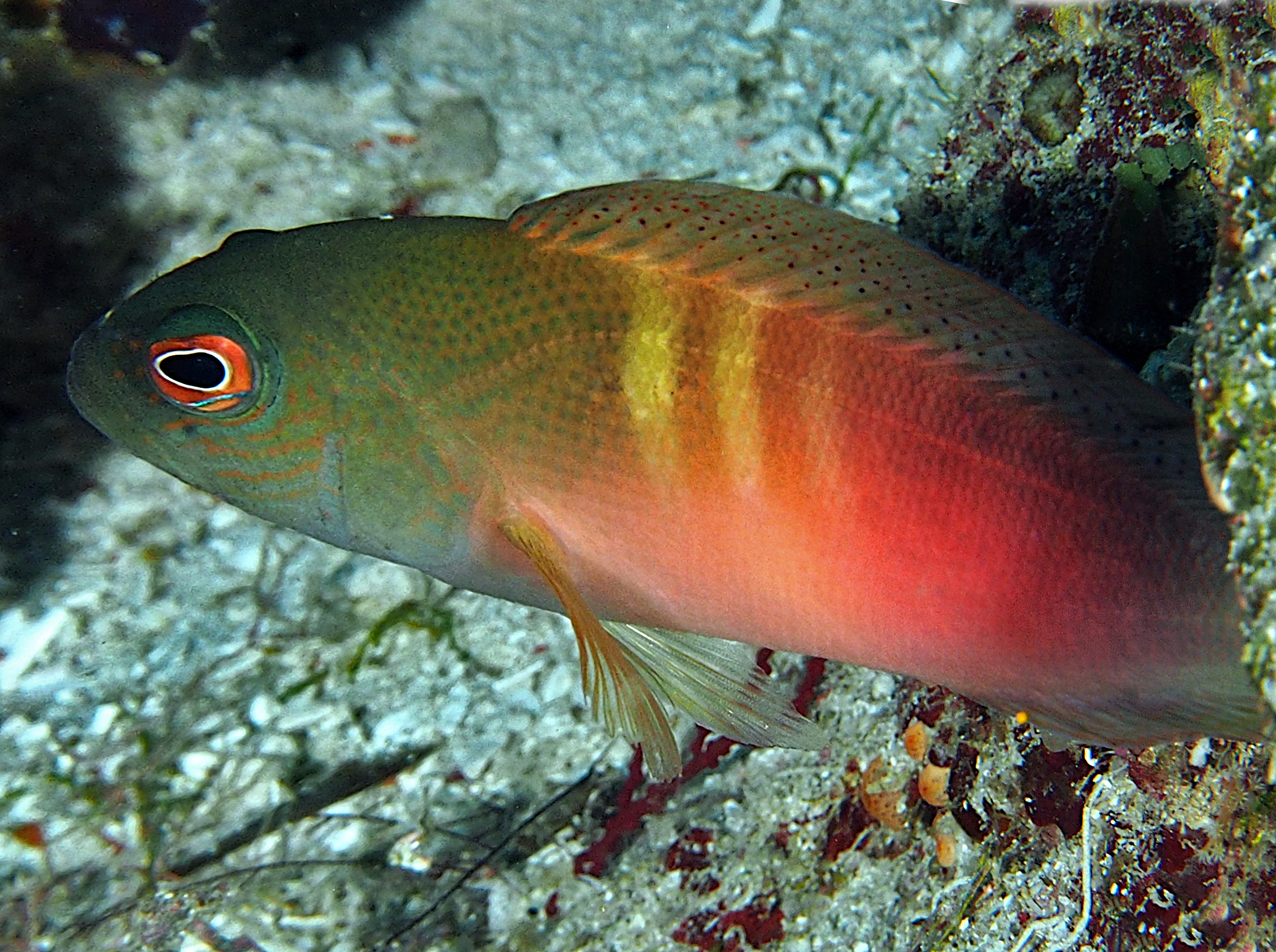 Firetail Dottyback - Labracinus cyclophthalmus