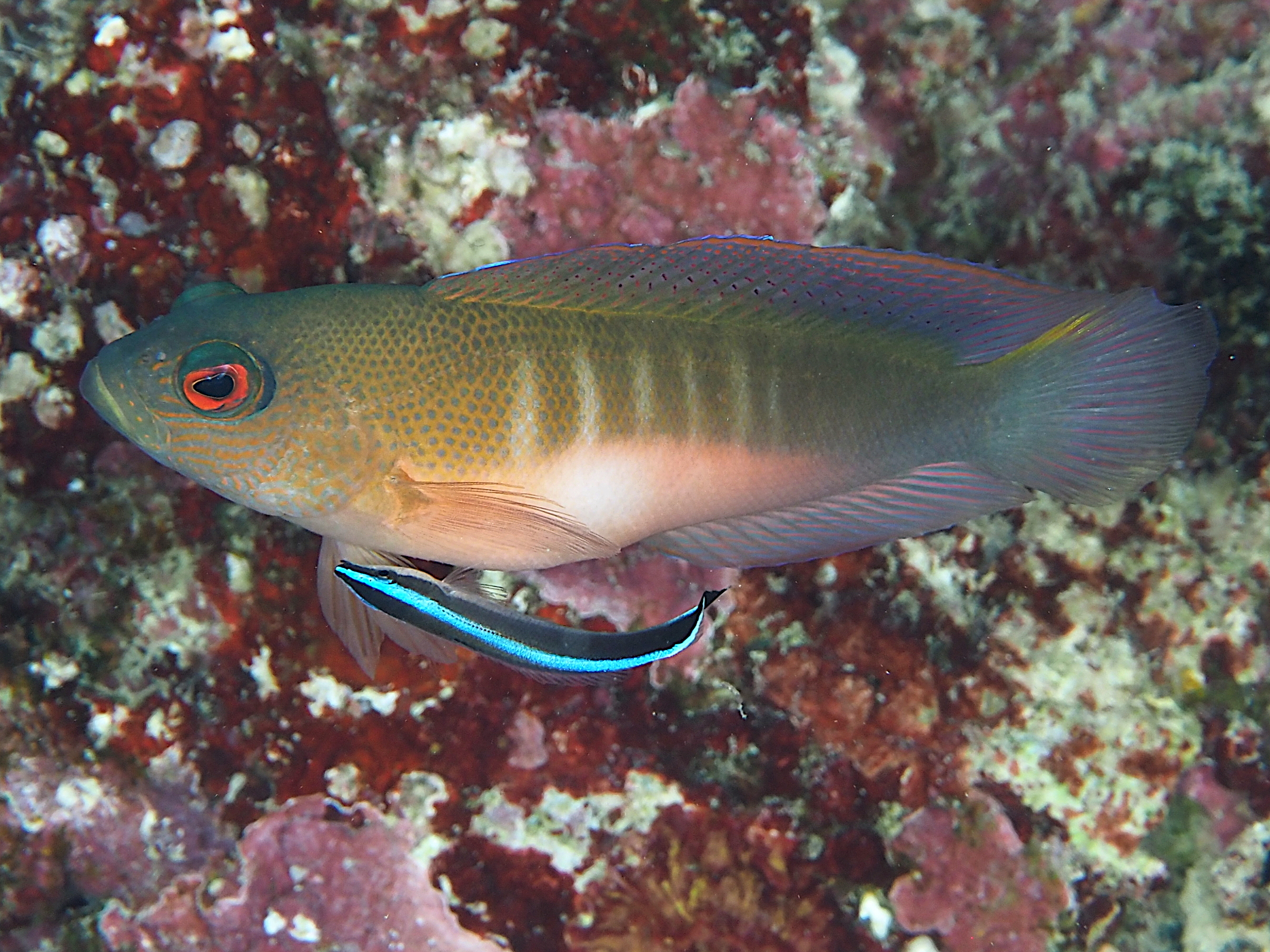 Firetail Dottyback - Labracinus cyclophthalmus