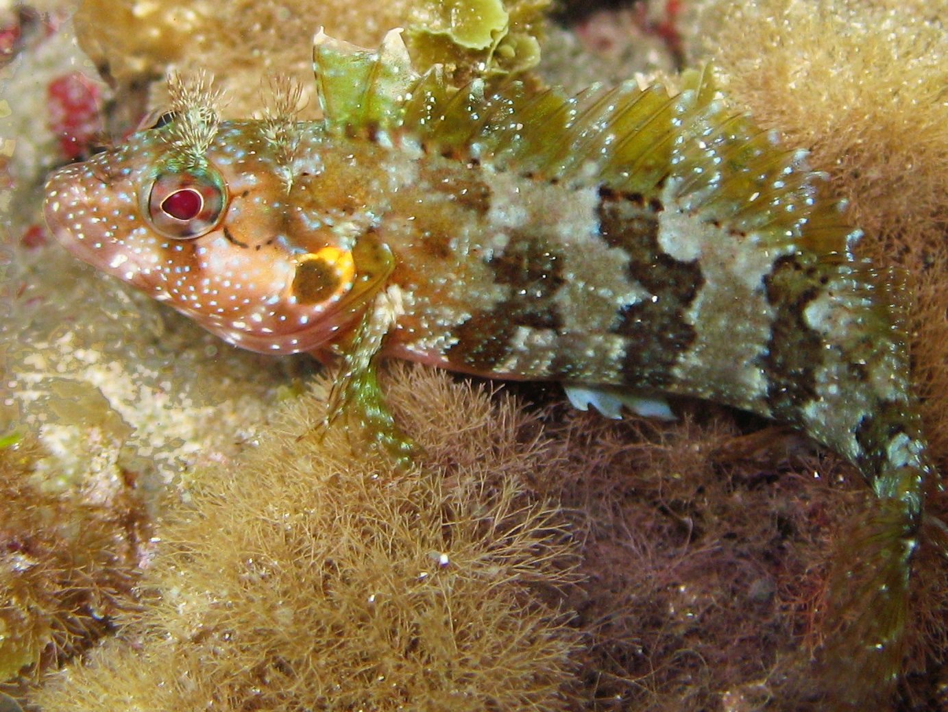 Mock Hairy Blenny - Labrisomus cricota - St Kitts