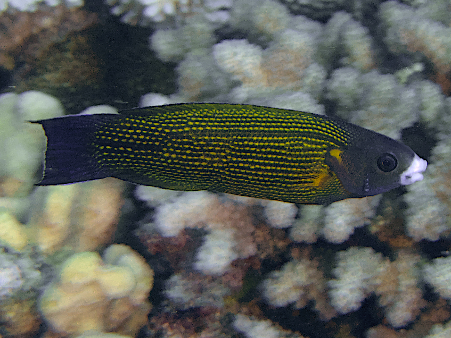 Polynesian Goldflake Wrasse - Labropsis polynesica