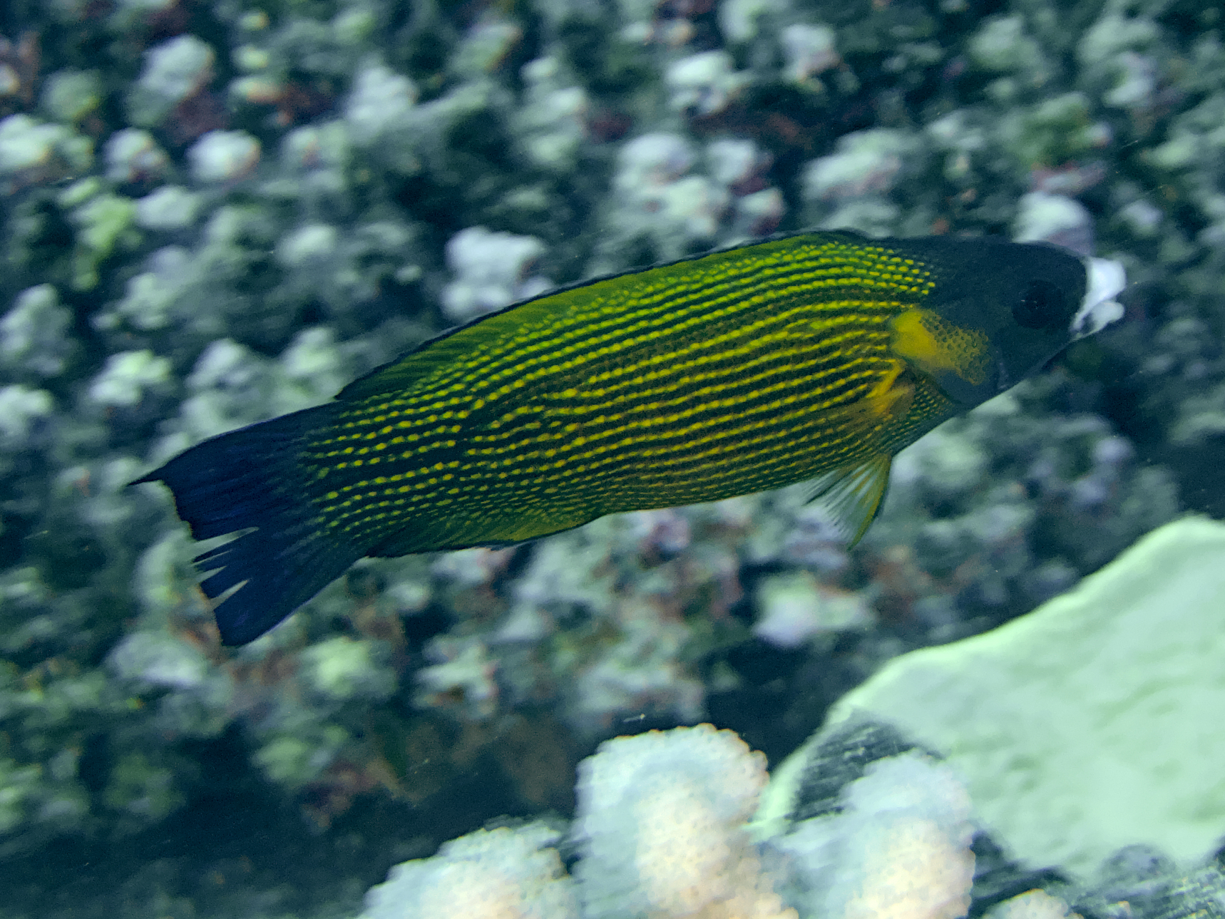 Polynesian Goldflake Wrasse - Labropsis polynesica
