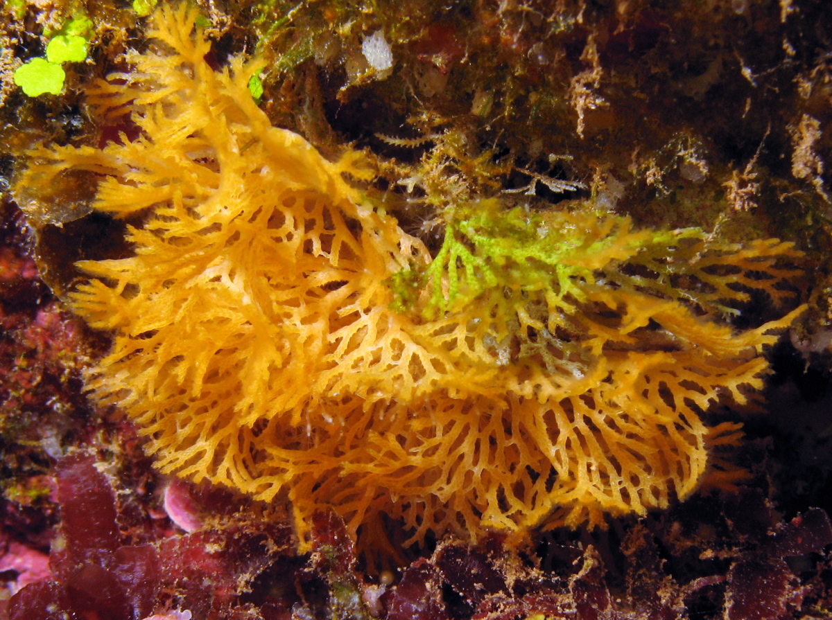 Lacy Bryozoan - Reteporellina denticulata - Lanai, Hawaii