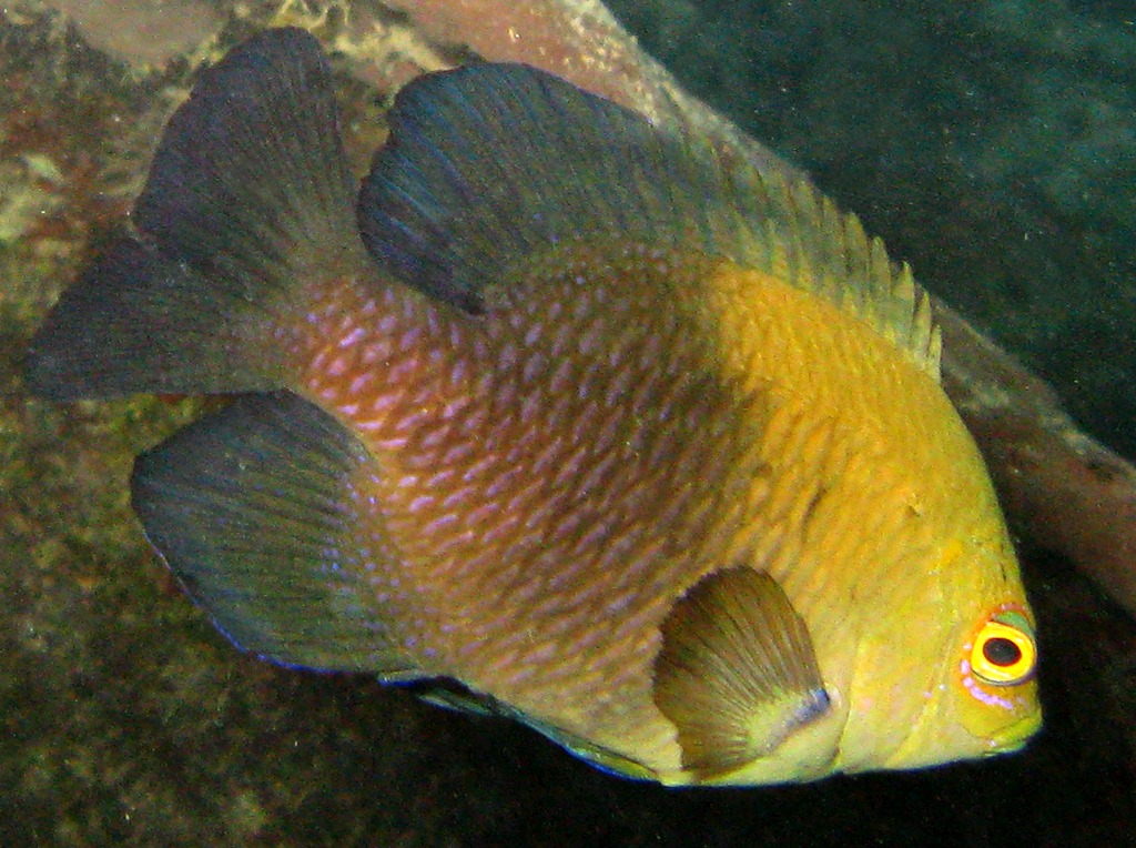 Lagoon Damsel - Hemiglyphidodon plagiometopon - Yap, Micronesia