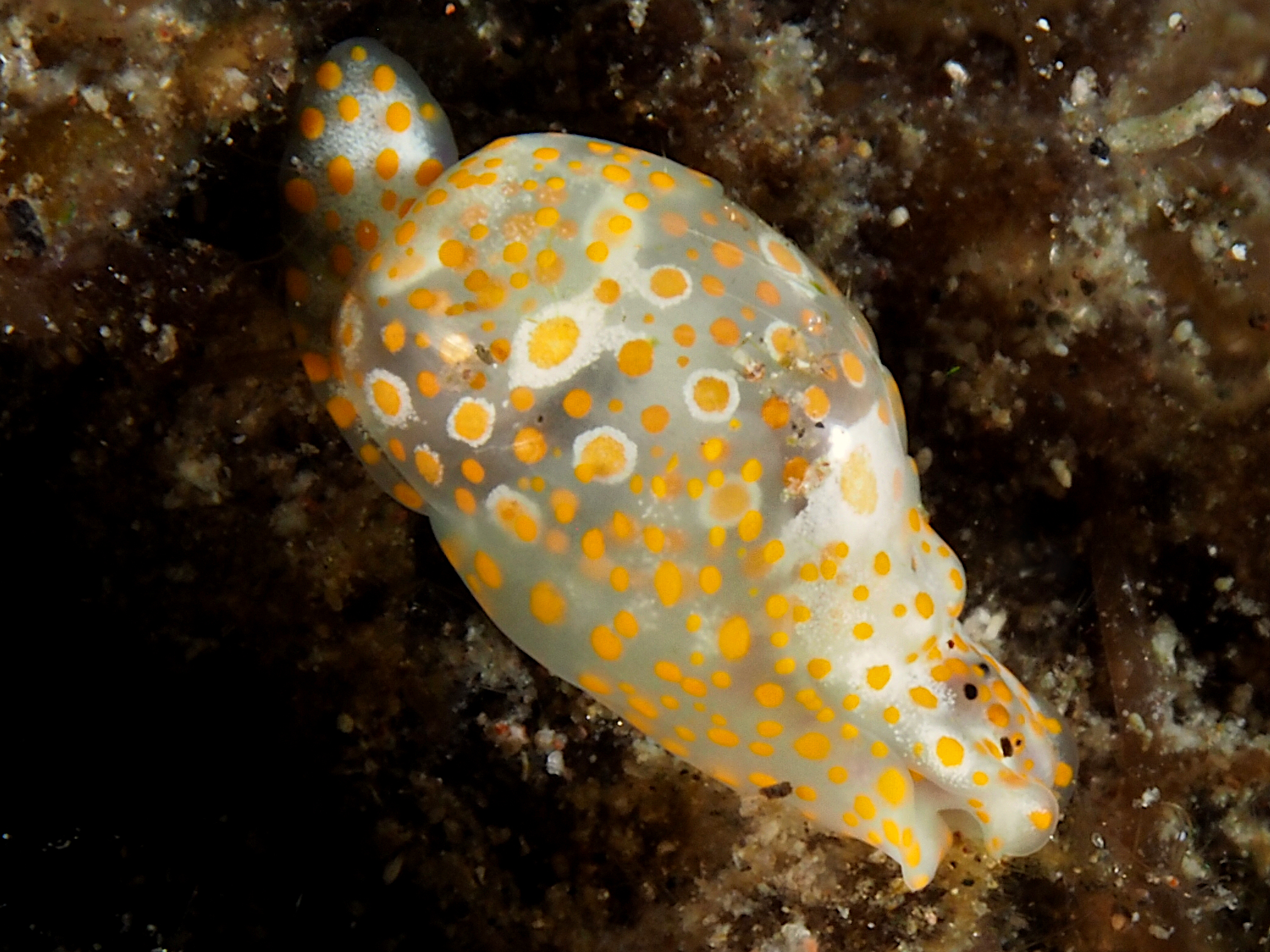 Yellow-Spotted Bubble Snail - Lamprohaminoea evelinae