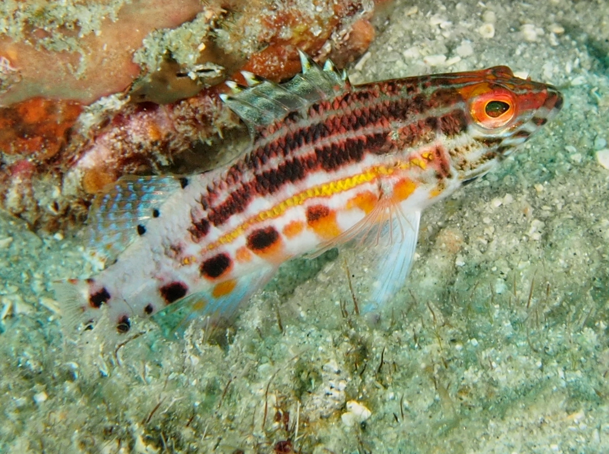 Lantern Bass - Serranus baldwini