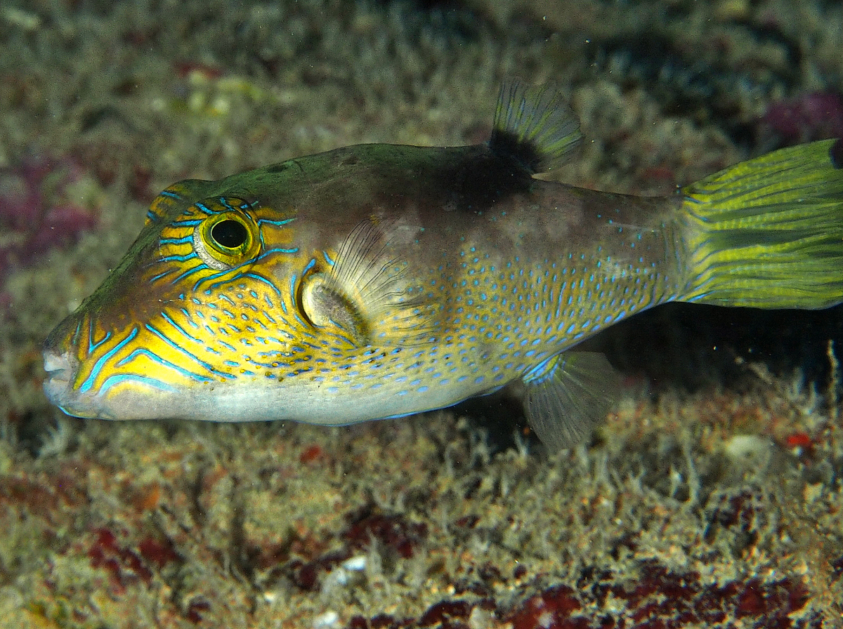Lantern Toby - Canthigaster epilampra