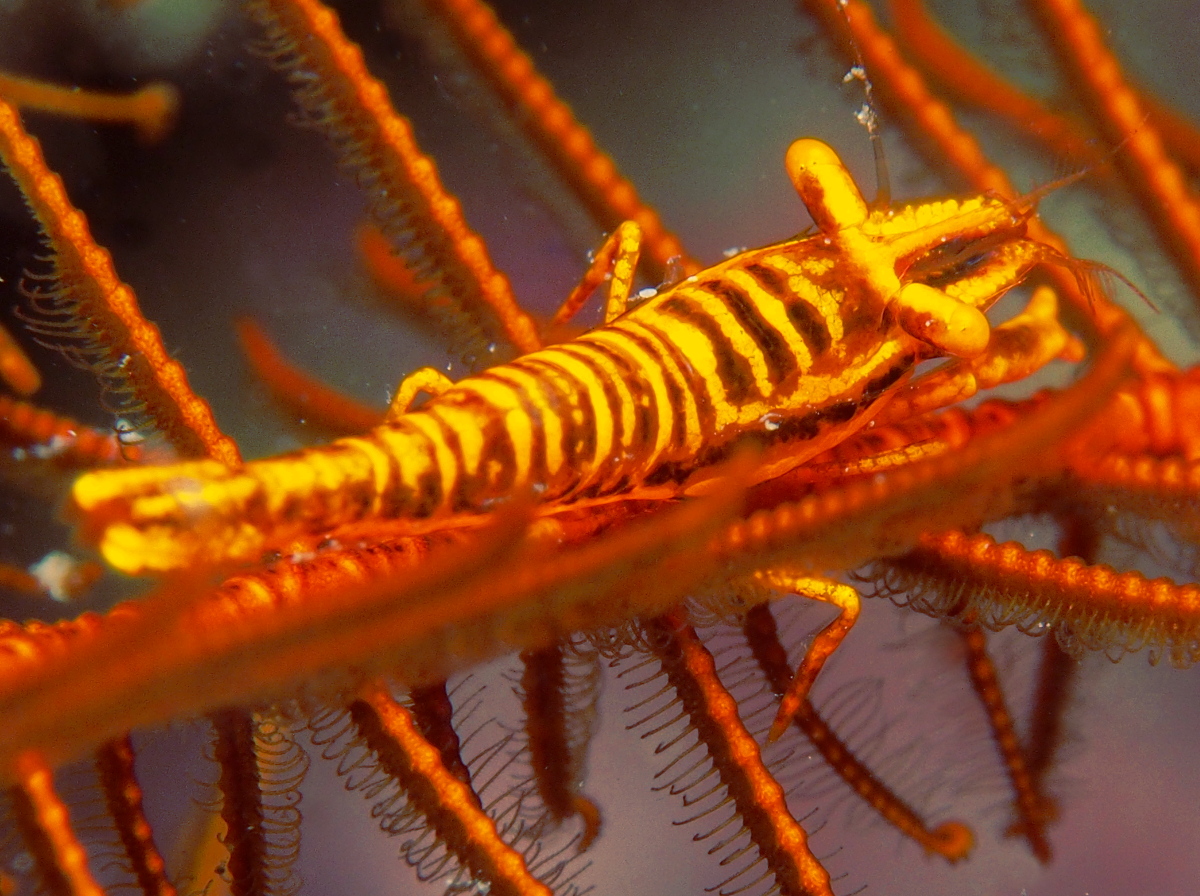Tiger Crinoid Shrimp - Laomenes tigris - Lembeh Strait, Indonesia