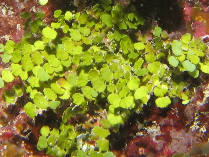 Large-Leaf Hanging Vine - Halimeda copiosa - Key Largo, Florida