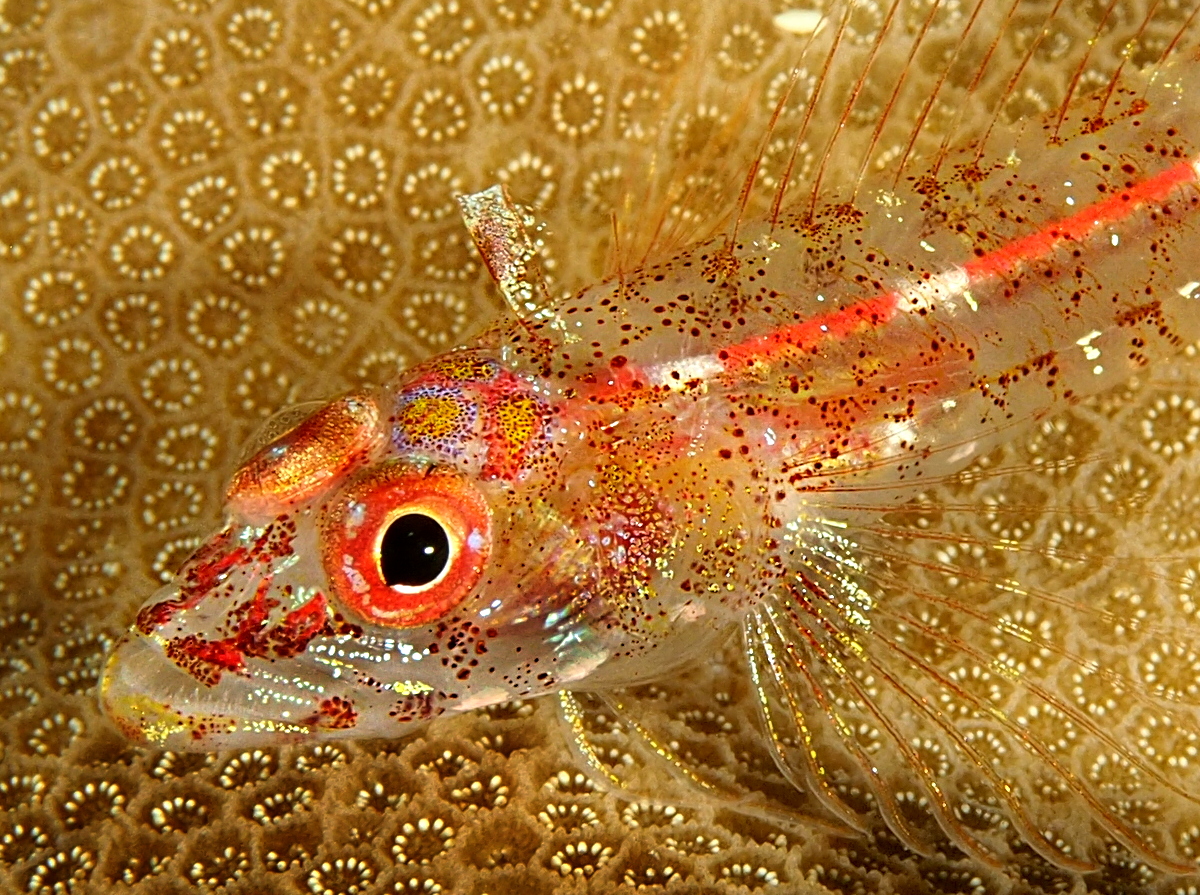 Largemouth Triplefin - Ucla xenogrammus