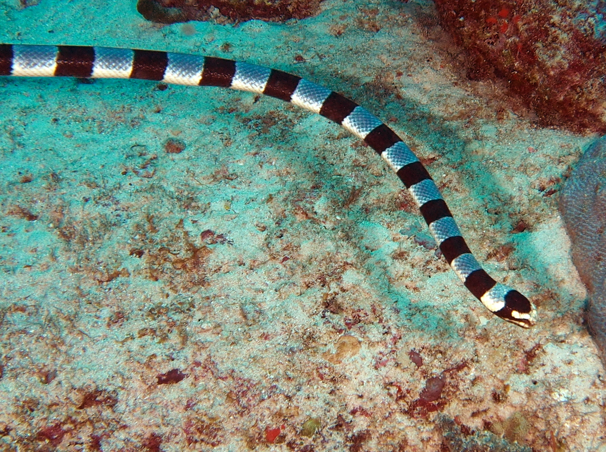 Banded Sea Krait - Laticauda colubrina