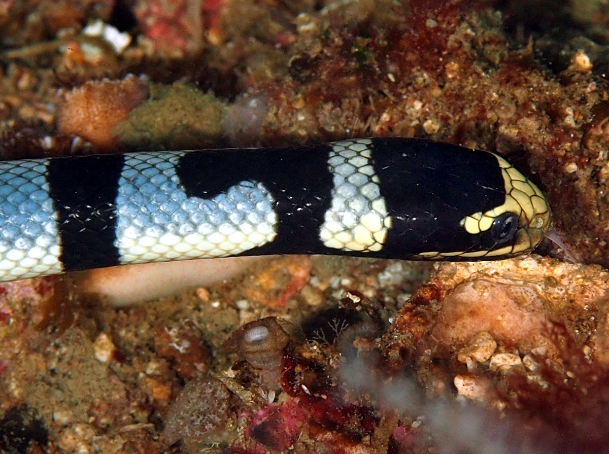 Banded Sea Krait - Laticauda colubrina