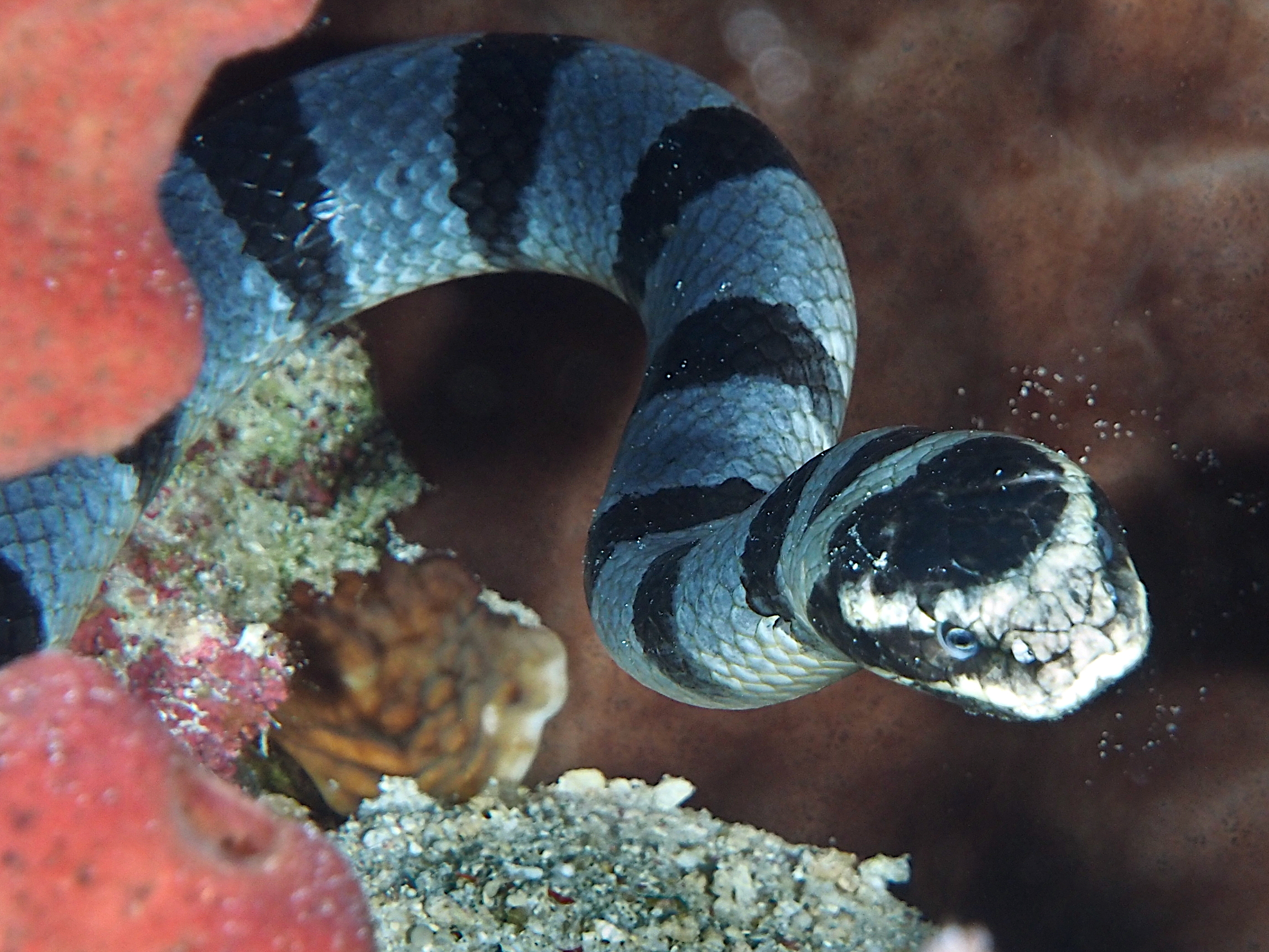 Blue-Lipped Sea krait - Laticauda laticaudata