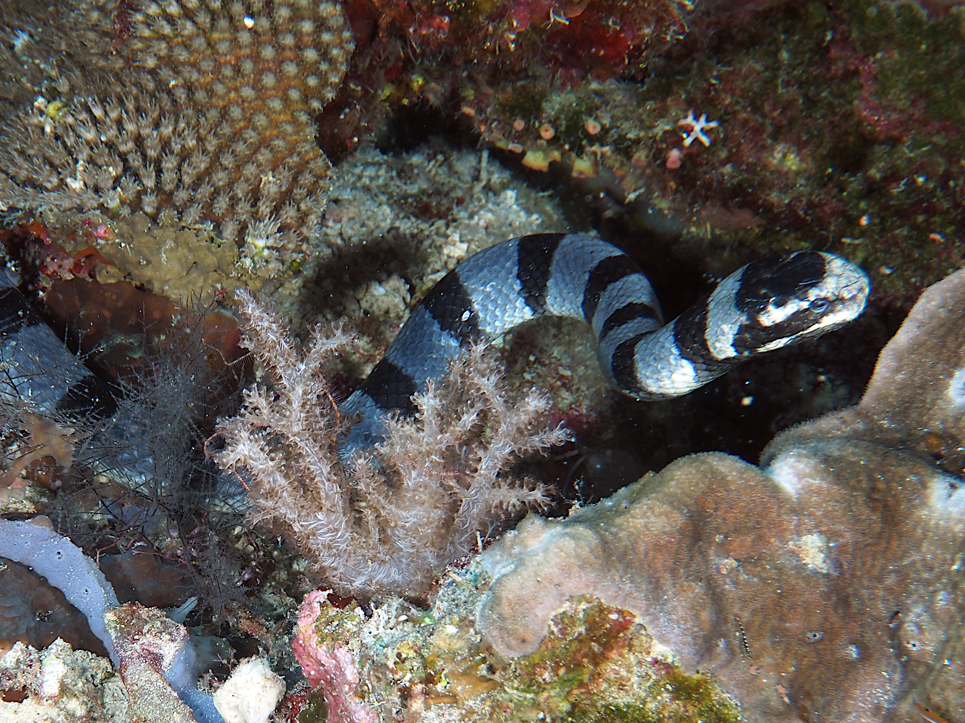 Blue-Lipped Sea krait - Laticauda laticaudata