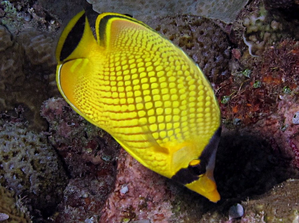 Latticed Butterflyfish - Chaetodon rafflesii