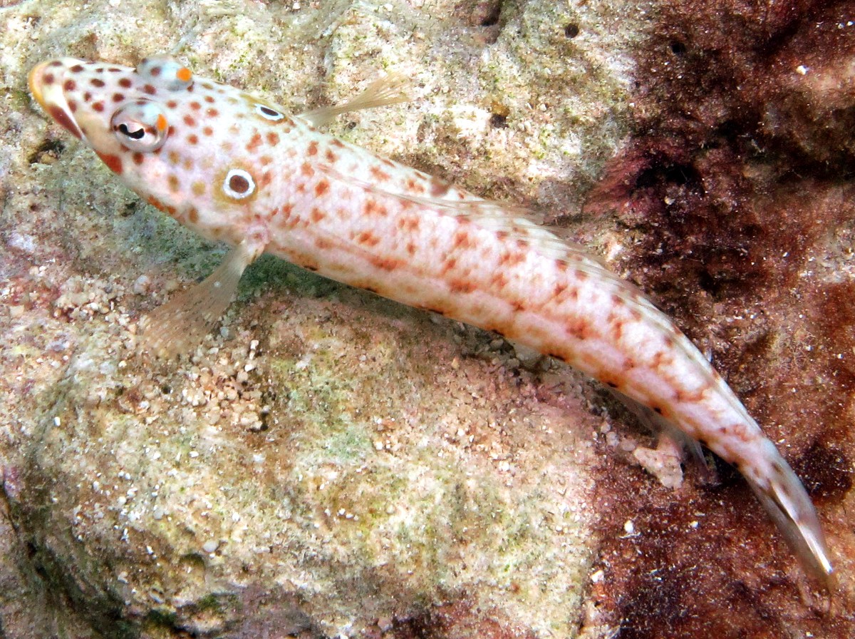 Latticed Sandperch - Parapercis clathrata