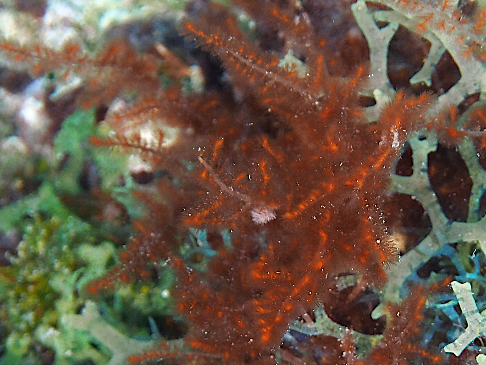 Red-Tipped Algae - Laurencia chondrioides - Bonaire