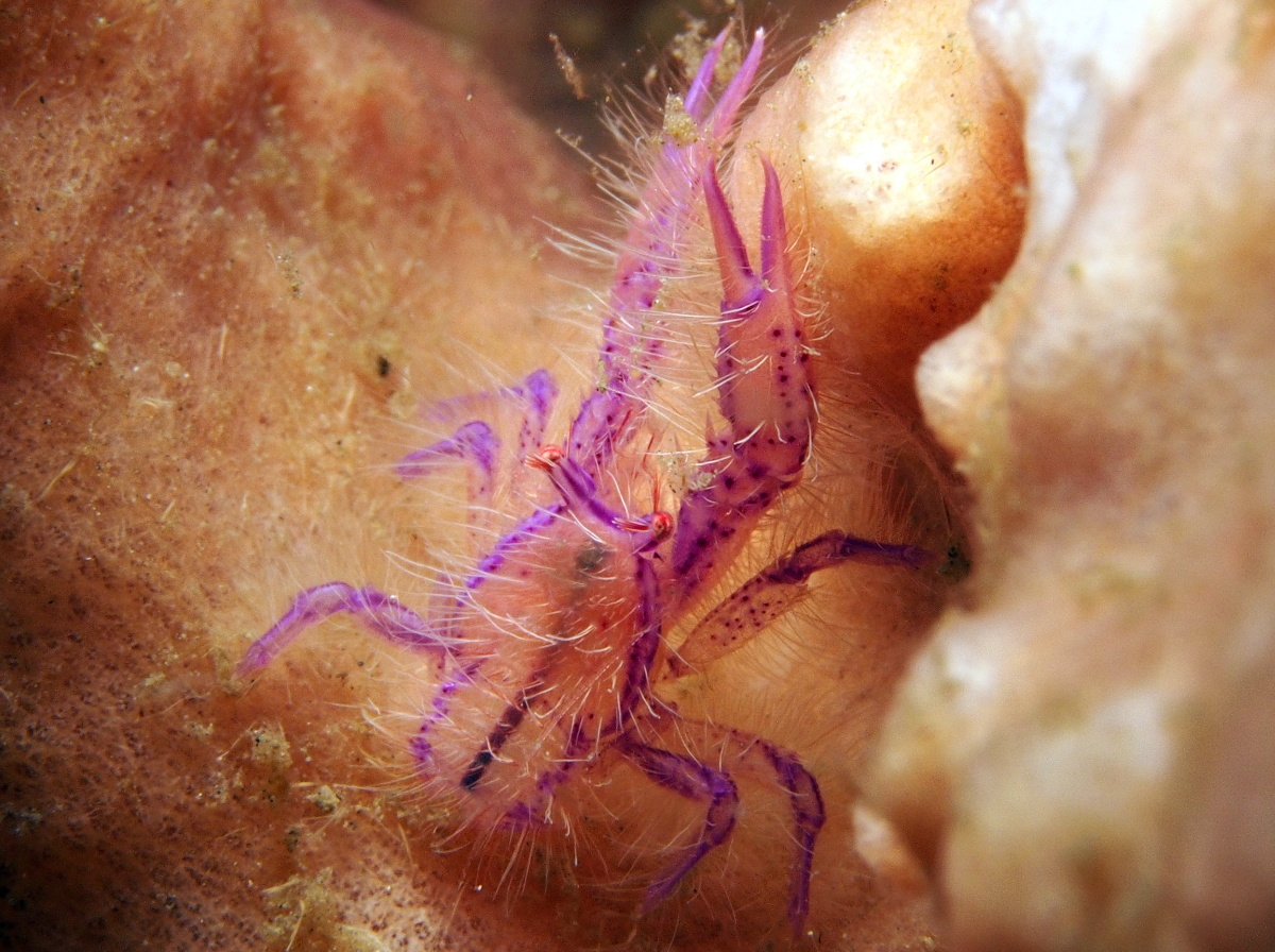 Hairy Squat Lobster - Lauriea siagiani