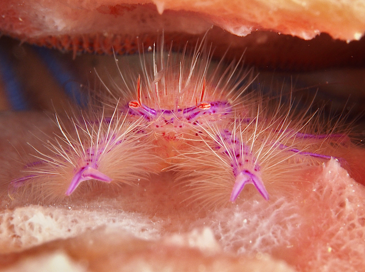 Hairy Squat Lobster - Lauriea siagiani