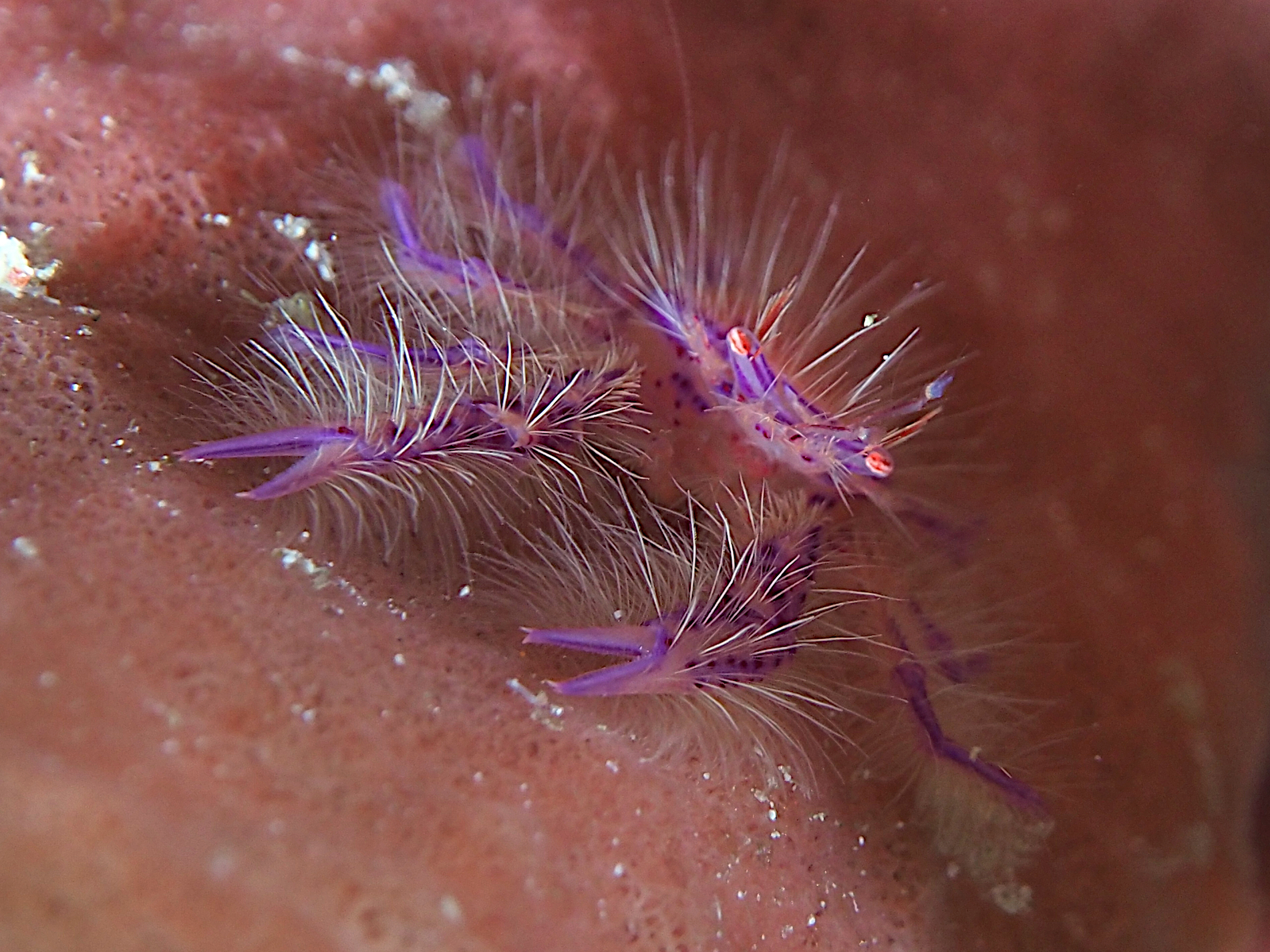 Hairy Squat Lobster - Lauriea siagiani