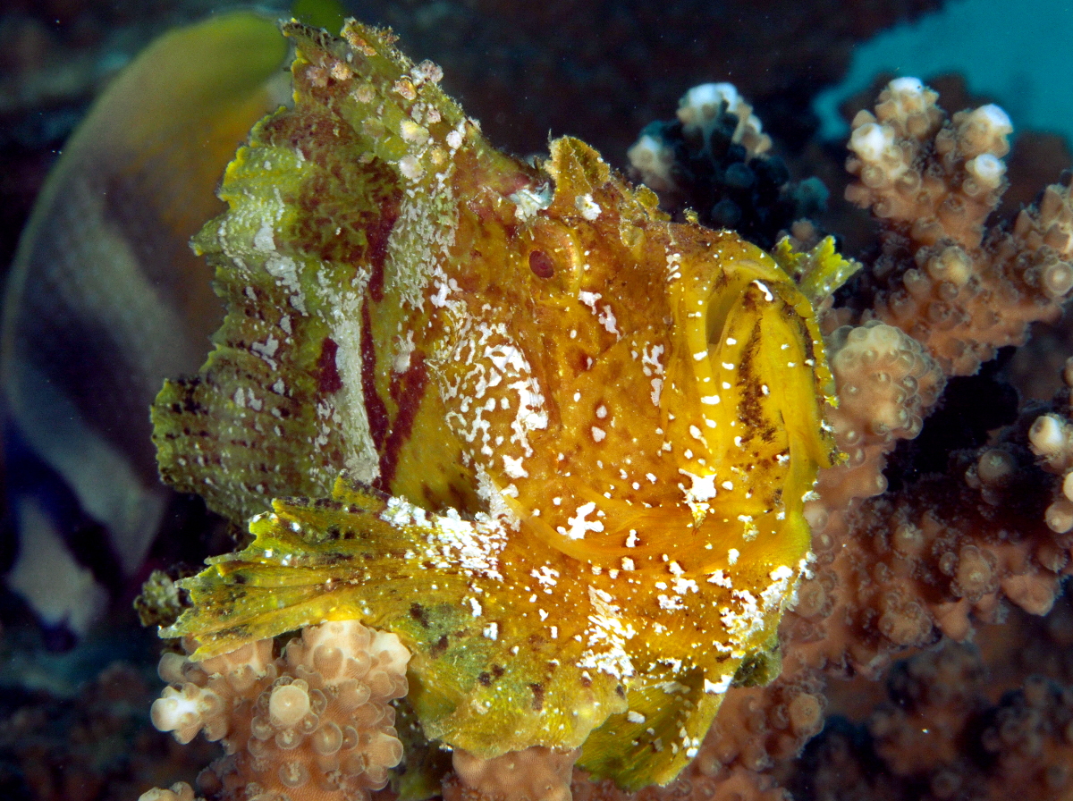 Leaf Scorpionfish - Taenianotus triacanthus