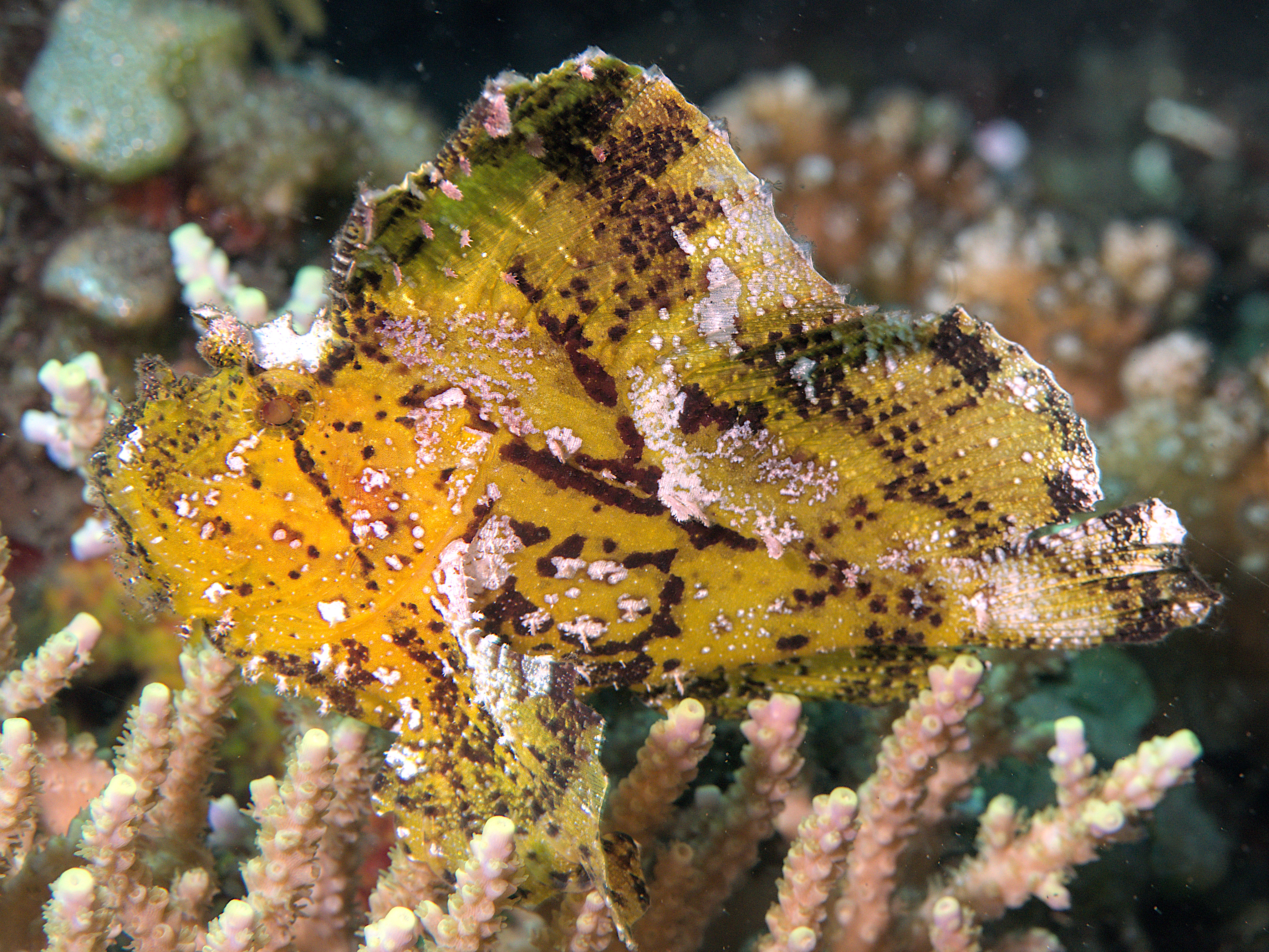 Leaf Scorpionfish - Taenianotus triacanthus