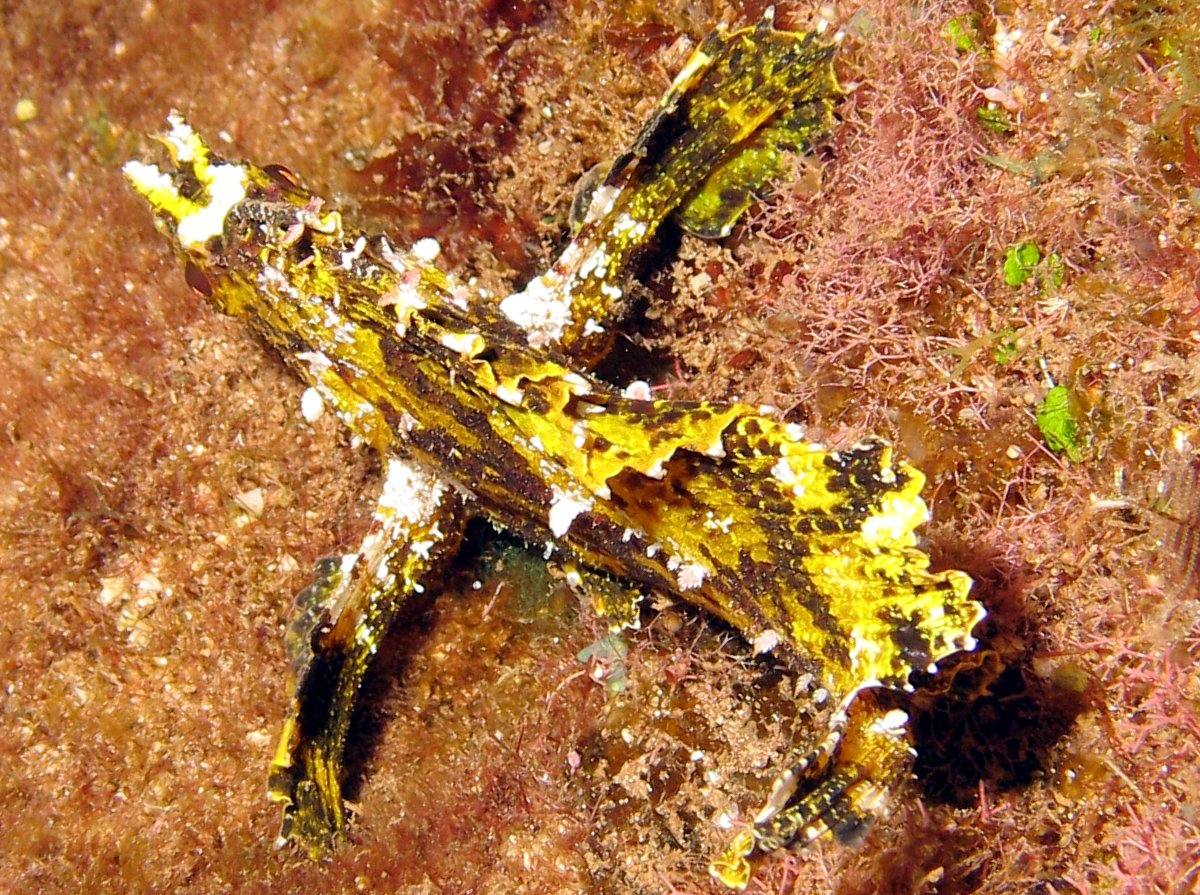 Leaf Scorpionfish - Taenianotus triacanthus