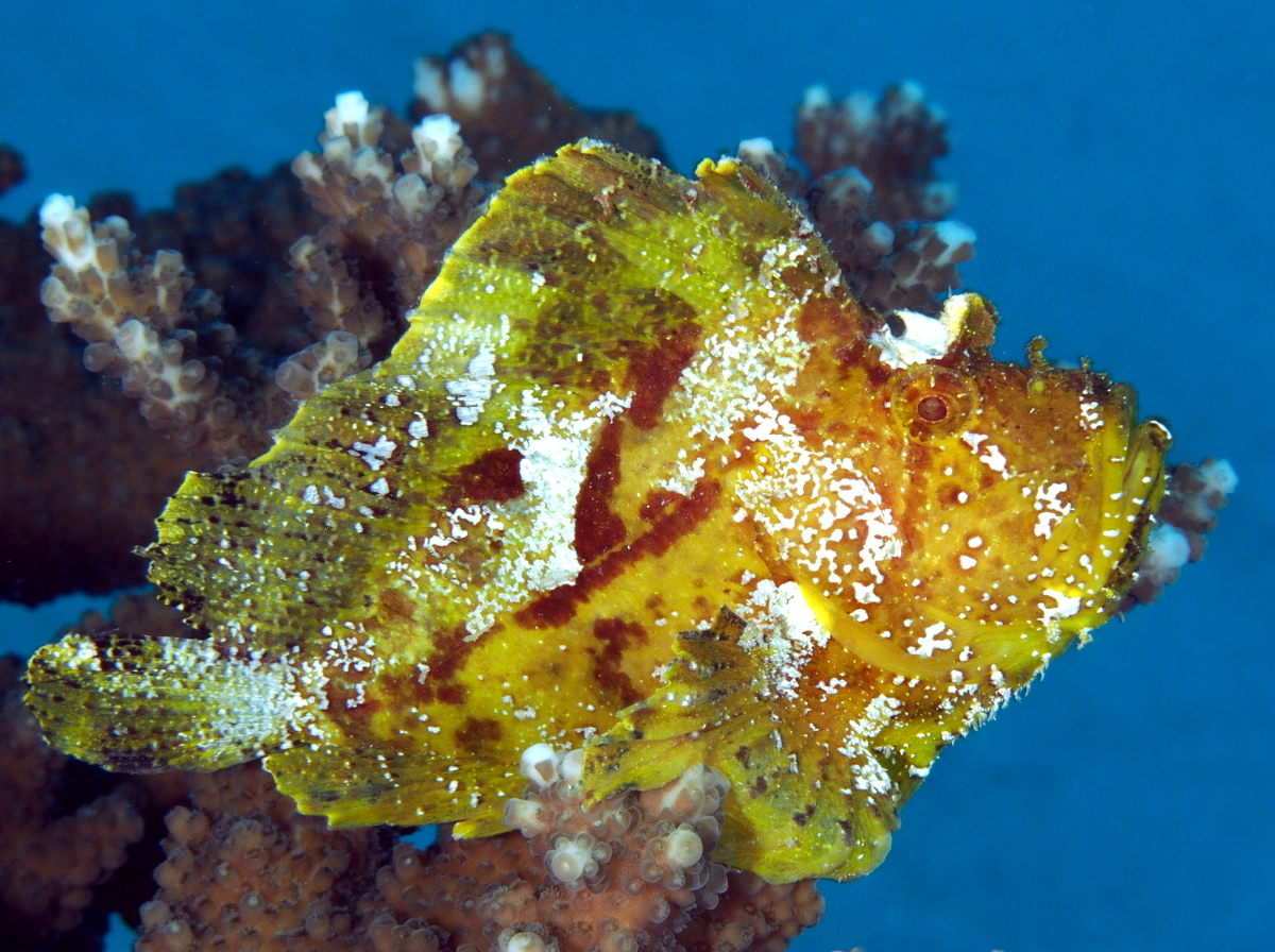 Leaf Scorpionfish - Taenianotus triacanthus