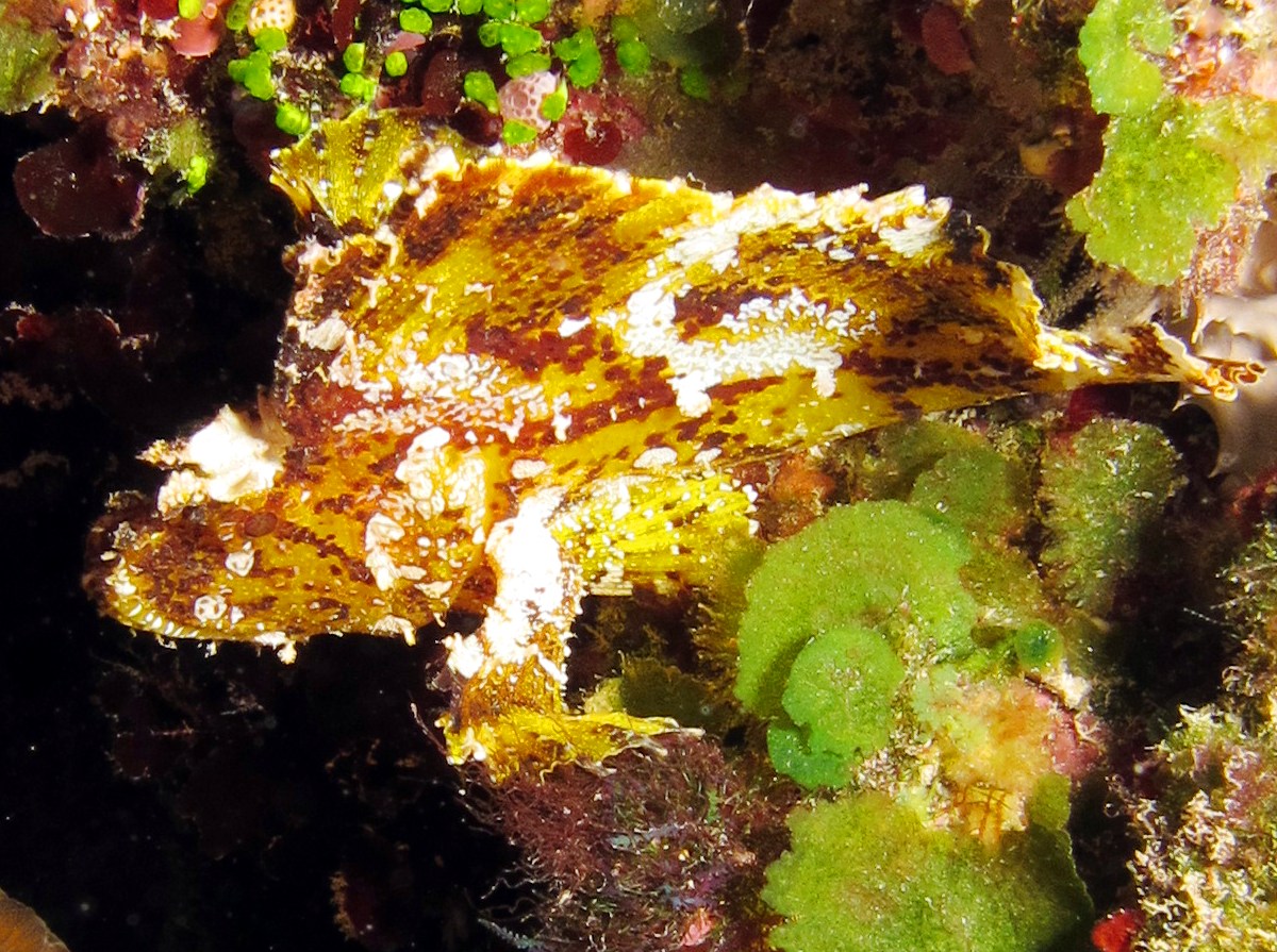 Leaf Scorpionfish - Taenianotus triacanthus