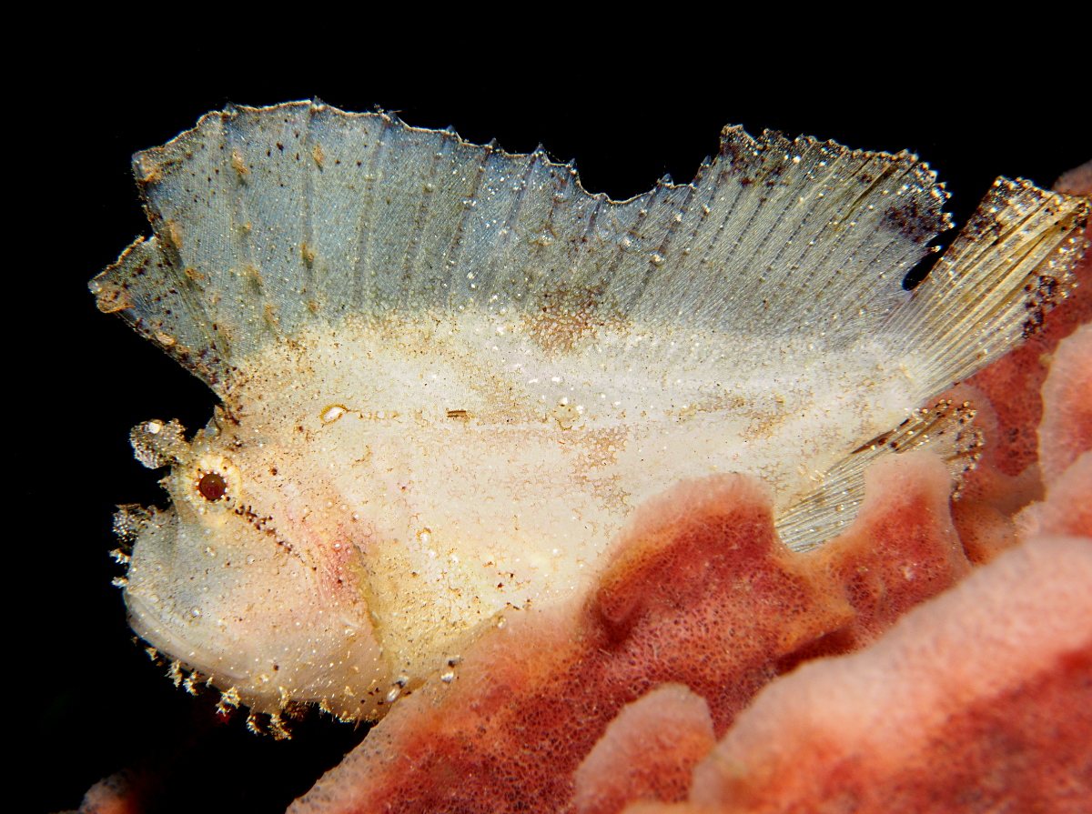 Leaf Scorpionfish - Taenianotus triacanthus