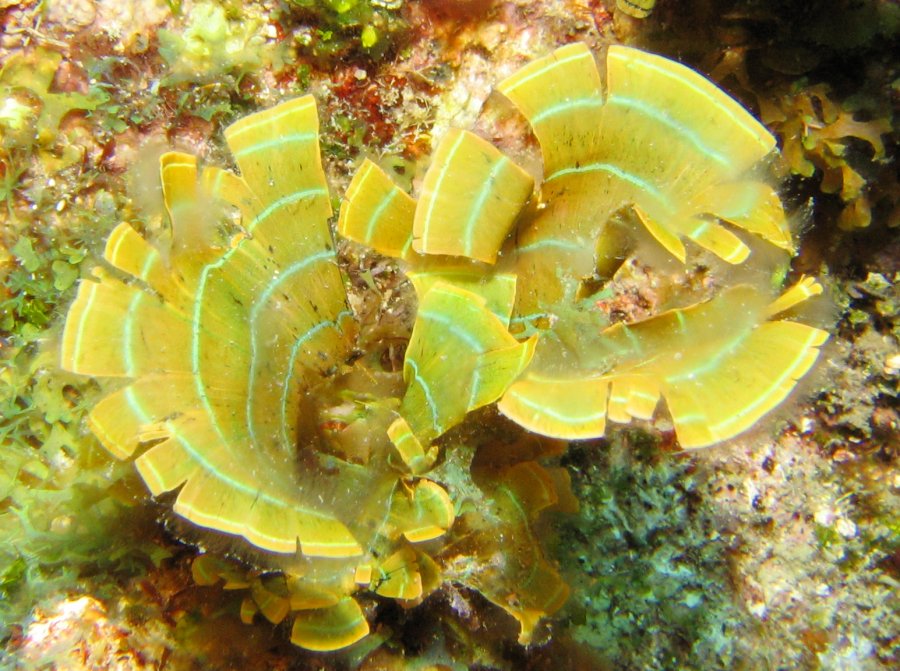 Leafy Rolled-Blade Alga - Padina boergesenii - Roatan, Honduras