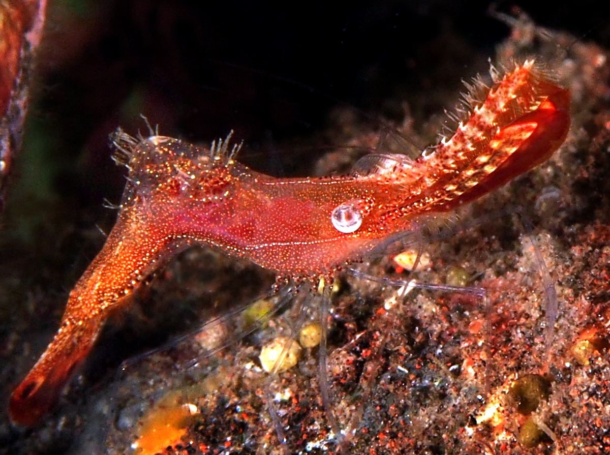 Donald Duck Shrimp - Leander plumosus