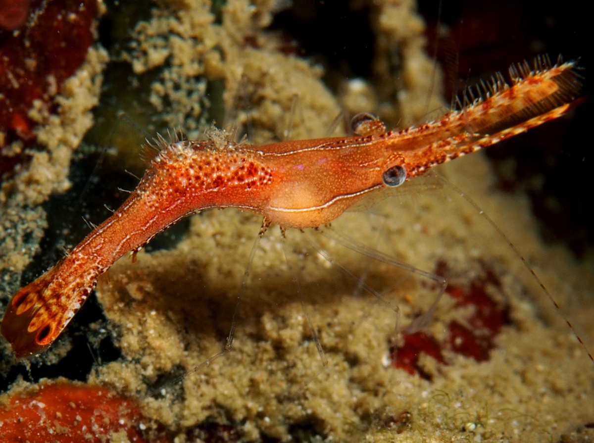 Donald Duck Shrimp - Leander plumosus