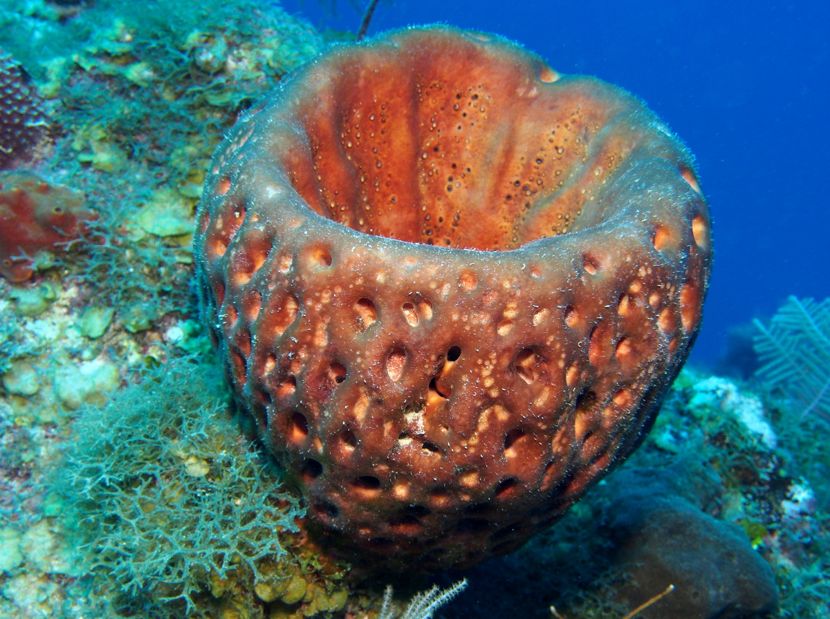 Leathery Barrel Sponge - Geodia neptuni